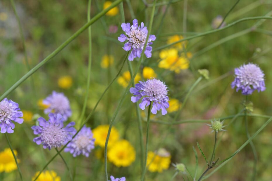 20220717 Skabiosen-Flockenblume ©ifuhrmann