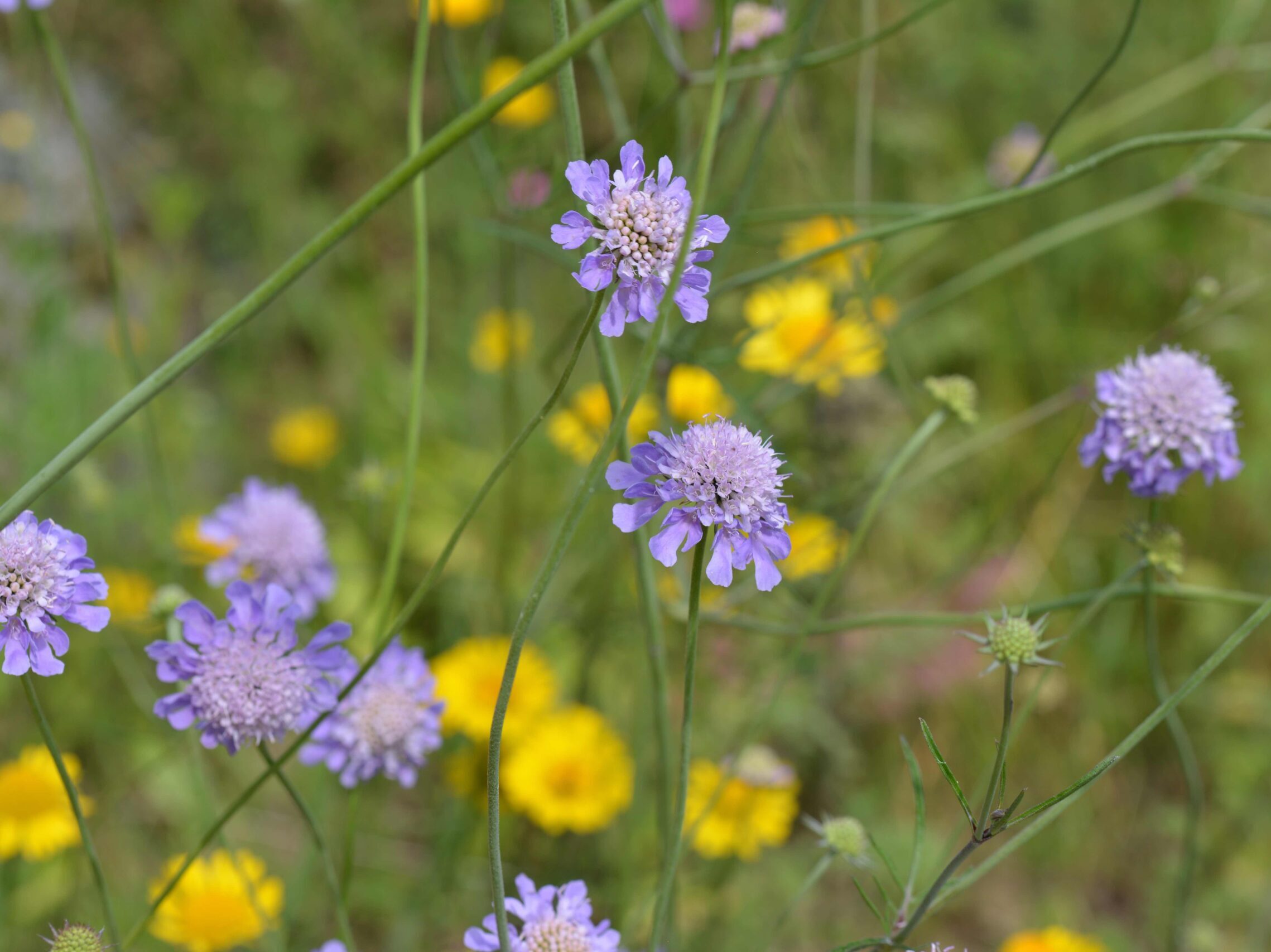 20220717 Skabiosen-Flockenblume ©ifuhrmann