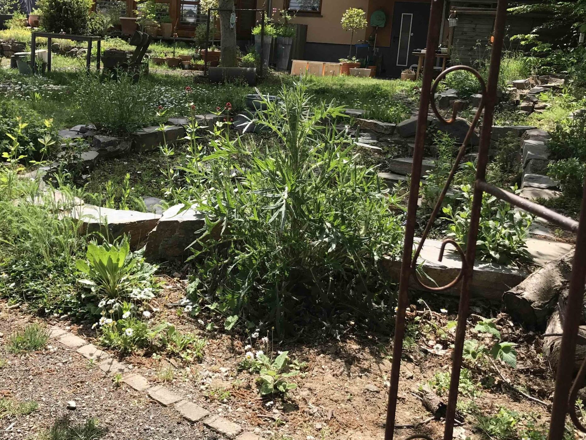 ©Naturgarten mit temporärem Teich-001