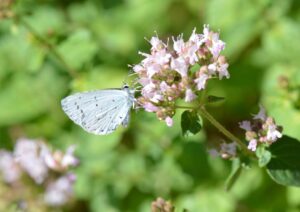 ©Bläulich an Oregano-001