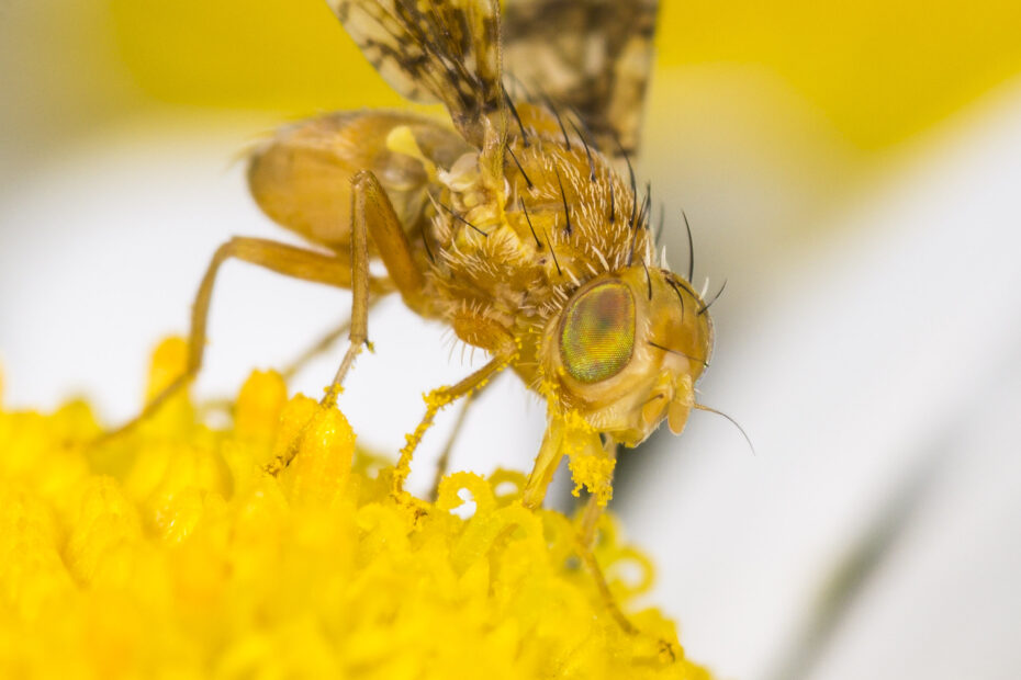 Clouded Yarrow Fly, male on ox-eye daisy / Männchen der Schafgarben-Bohrfliege auf Margerite