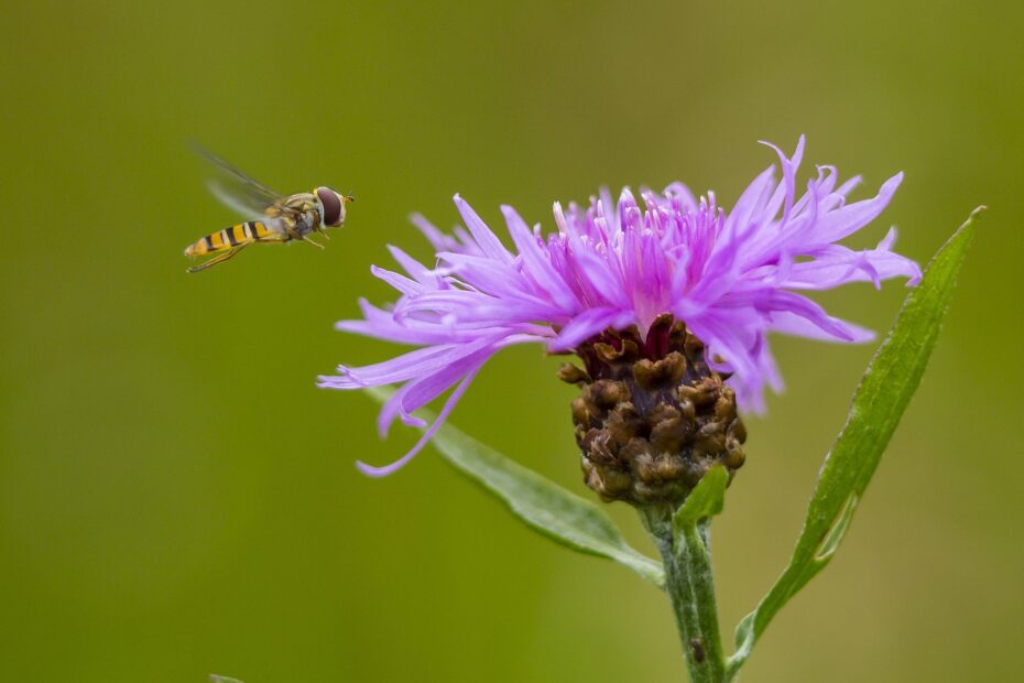 / Schwebfliege im Anflug auf Flockenblumen-Blüte (Centaurea sp.).