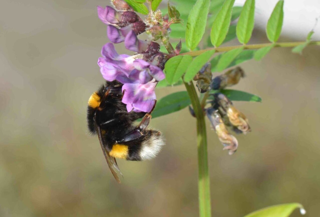 ©WBDM-11-22-Erdhummel-04