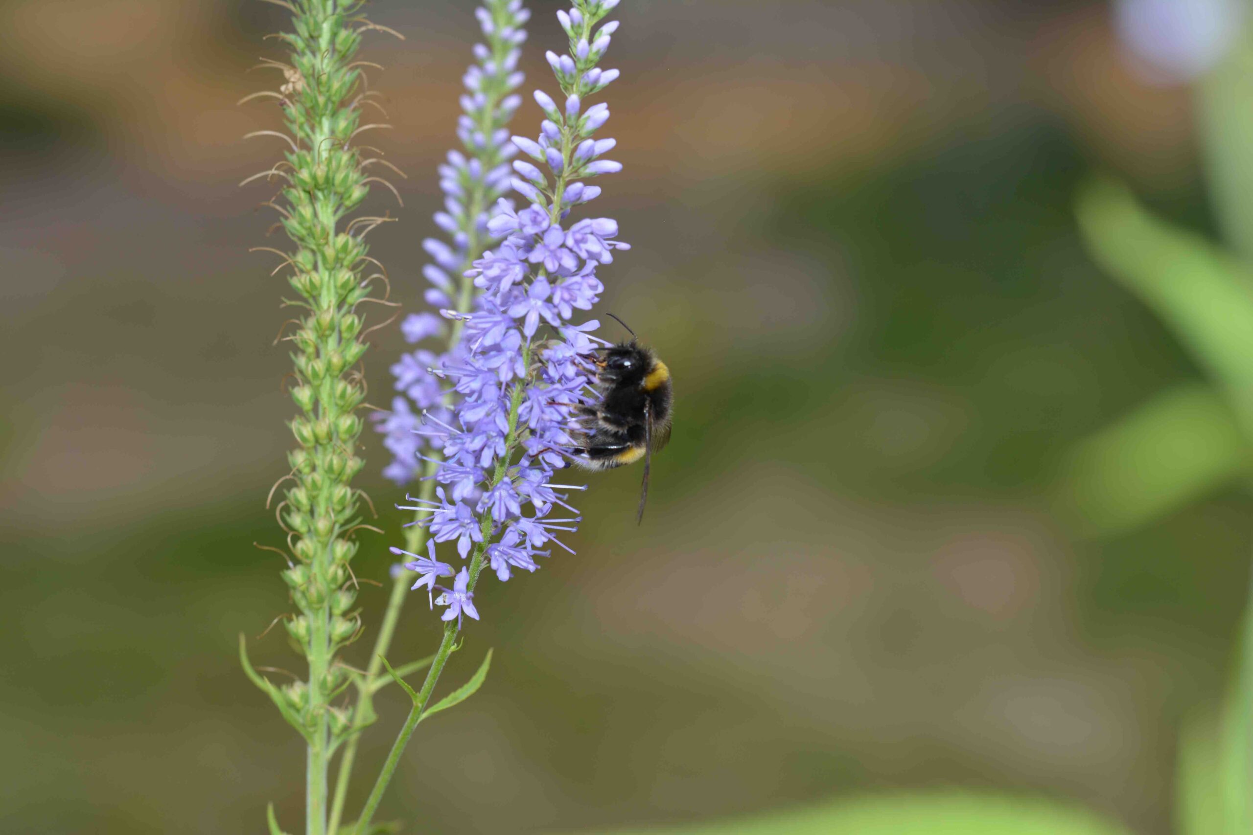 ©WBDM-11-22-Erdhummel-021