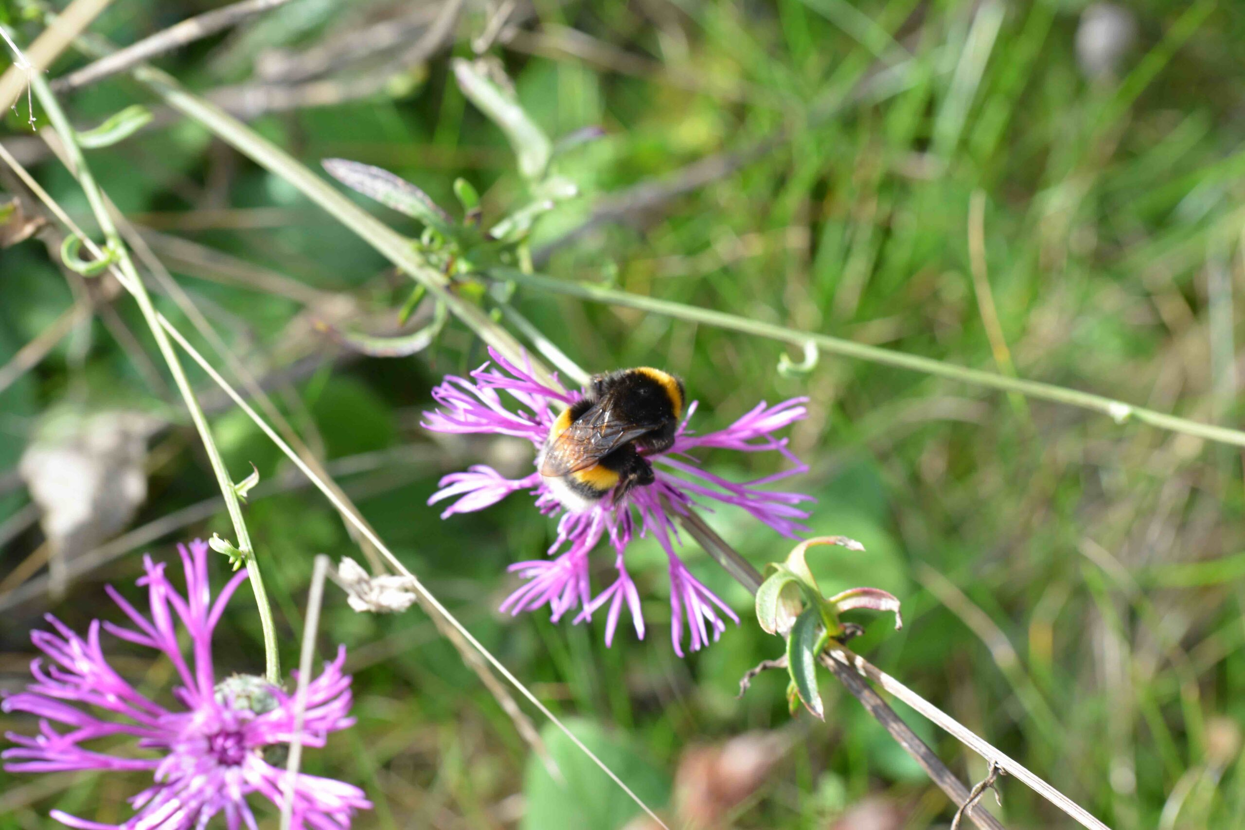 ©WBDM-11-22-Erdhummel-02