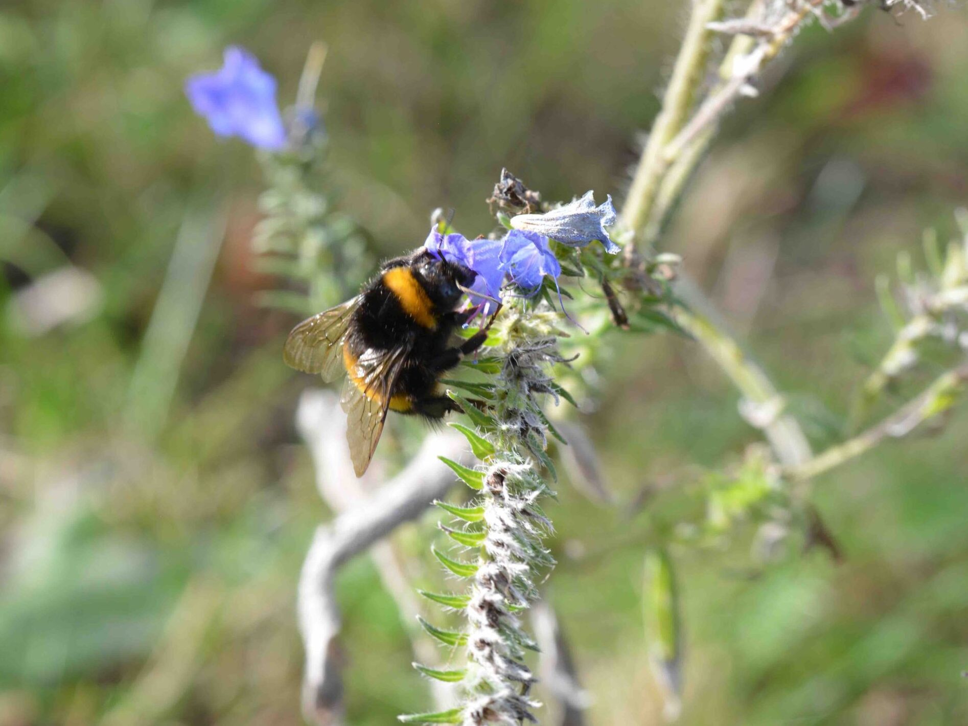 ©WBDM-11-22-Erdhummel-03