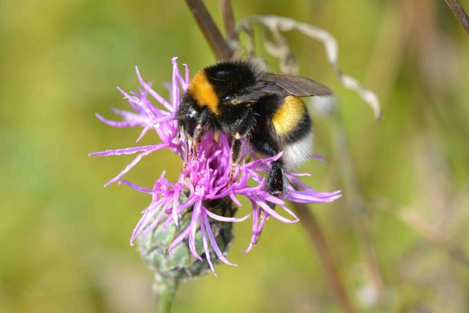 ©WBDM-11-22-Erdhummel-01