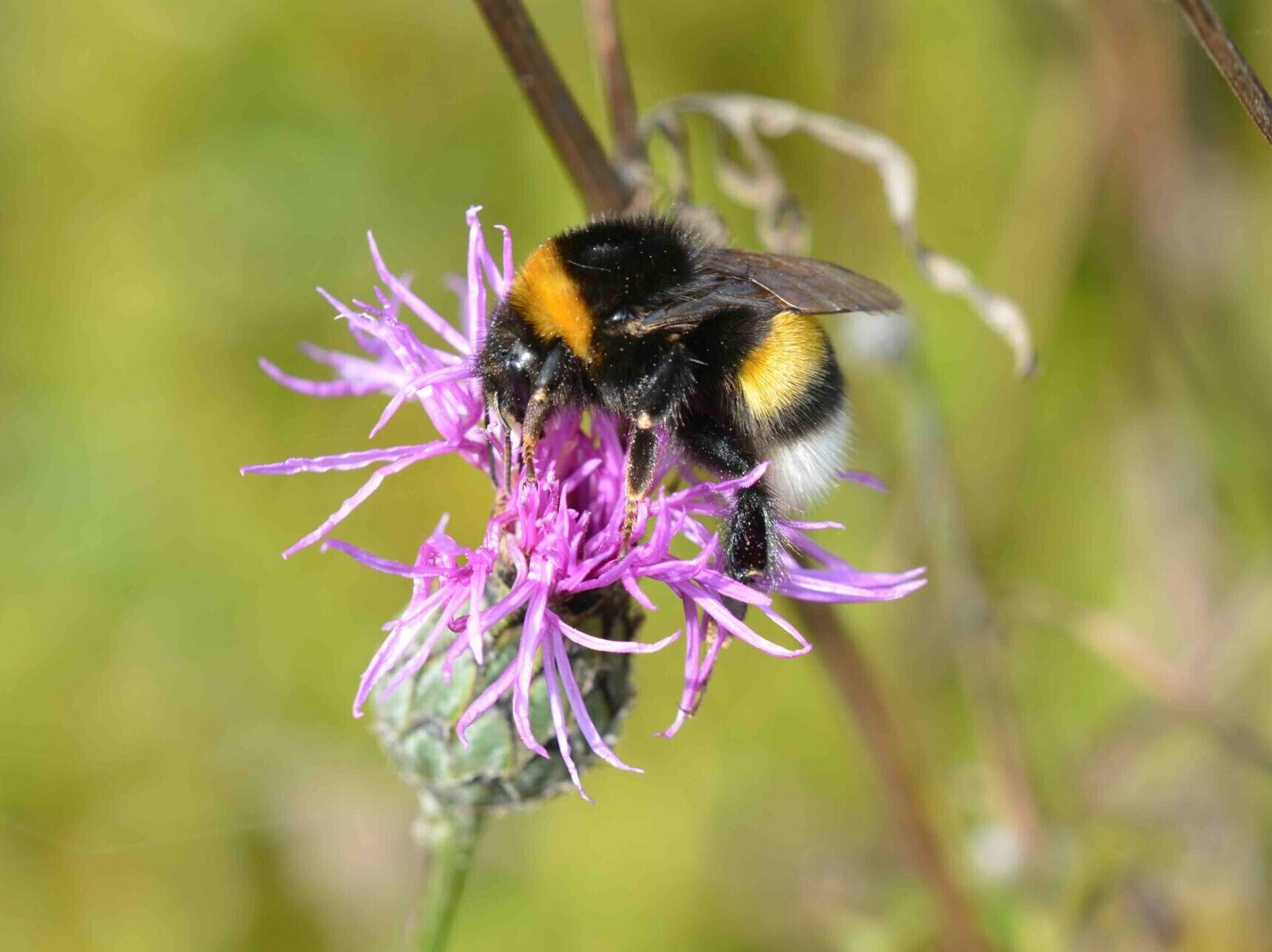 ©WBDM-11-22-Erdhummel-01