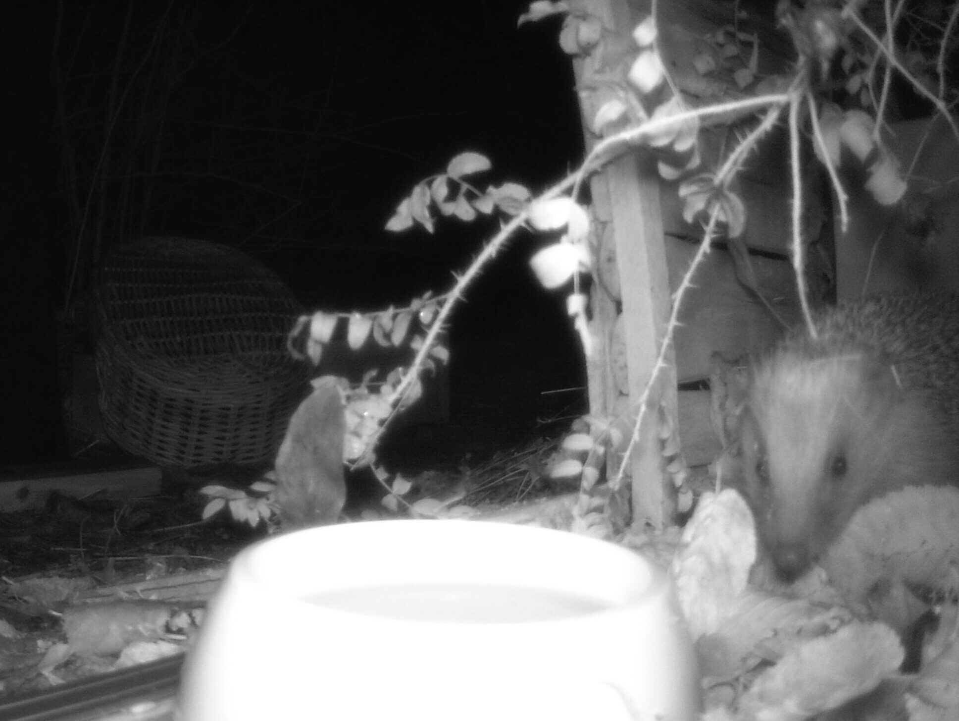 ©ifuhrmann_Igel20251128A