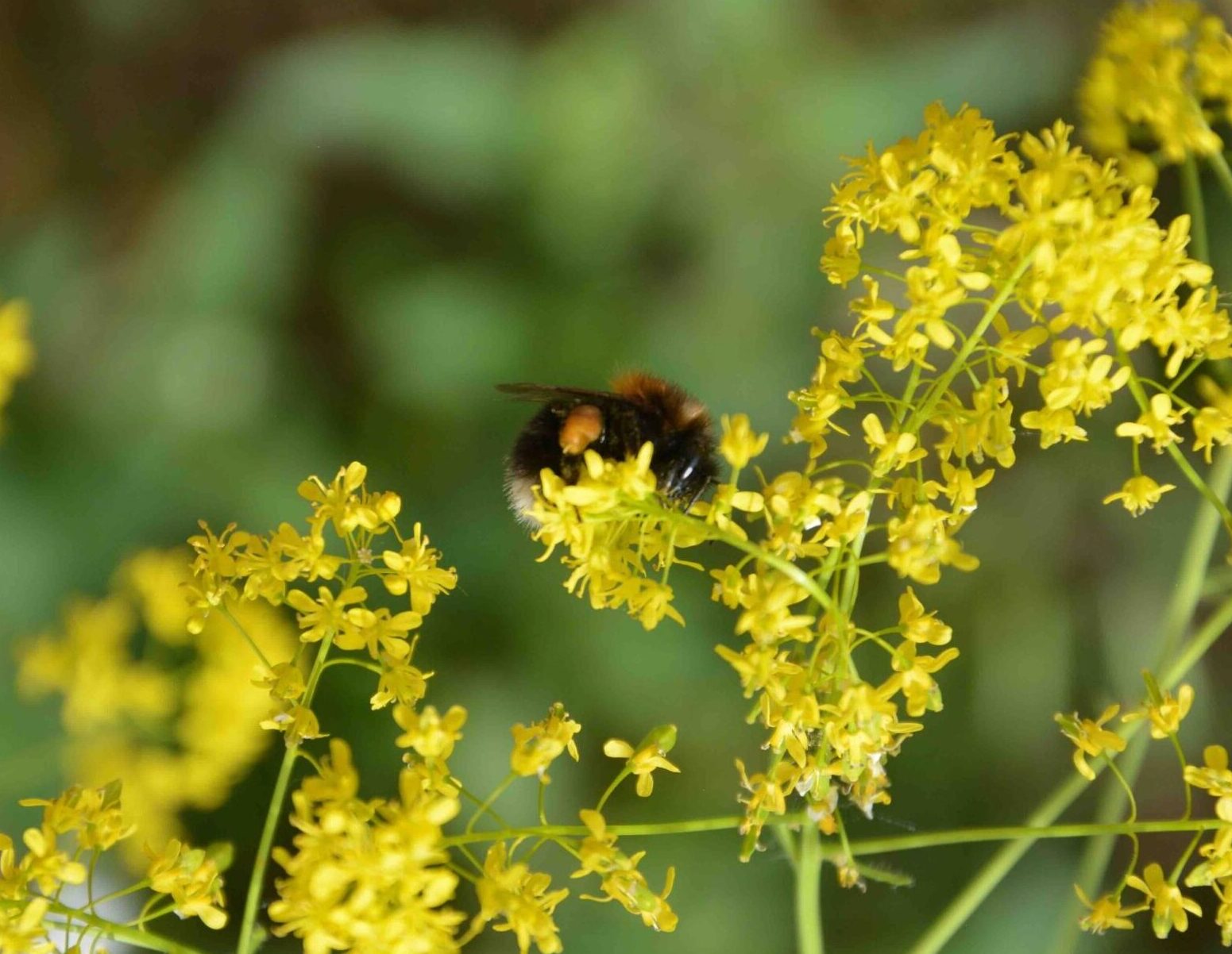 ©WP_WB_2023_01-Baumhummel-002