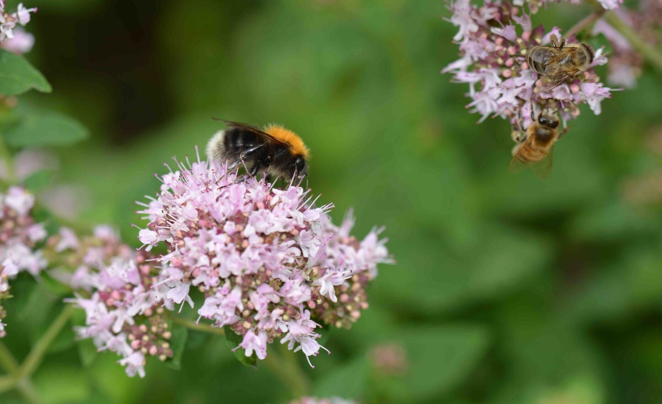 ©WP_WB_2023_01-Baumhummel-004