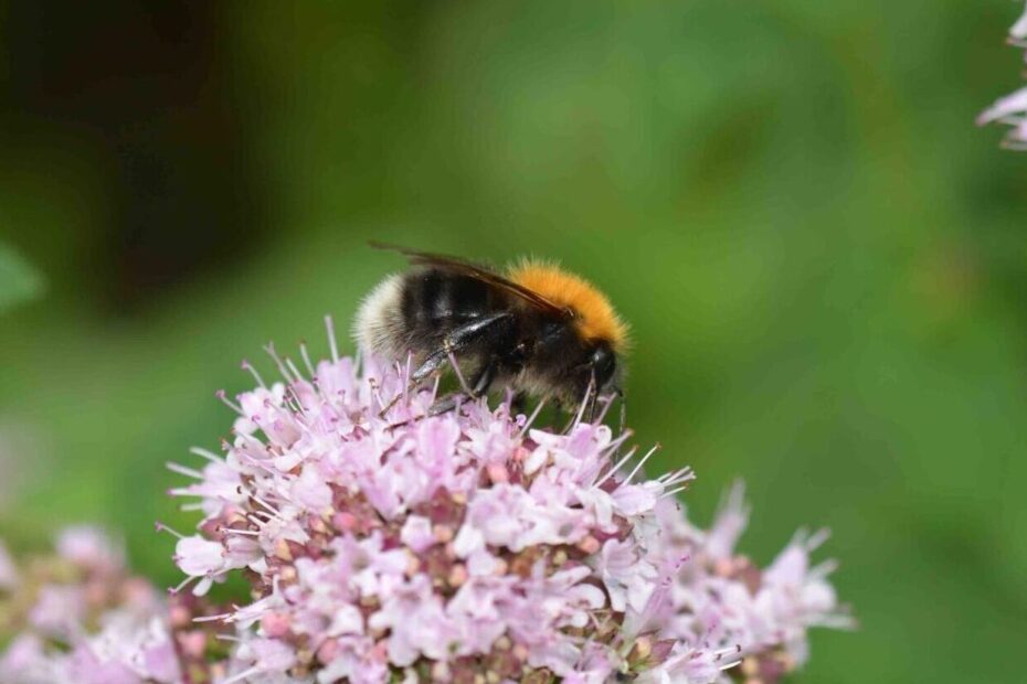 ©WP_WB_2023_01-Baumhummel-003