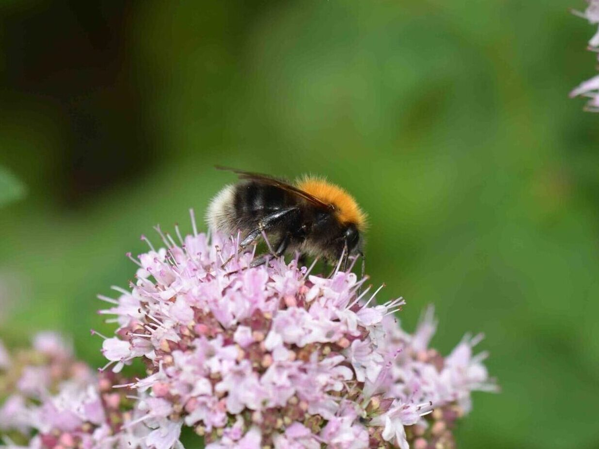 ©WP_WB_2023_01-Baumhummel-003