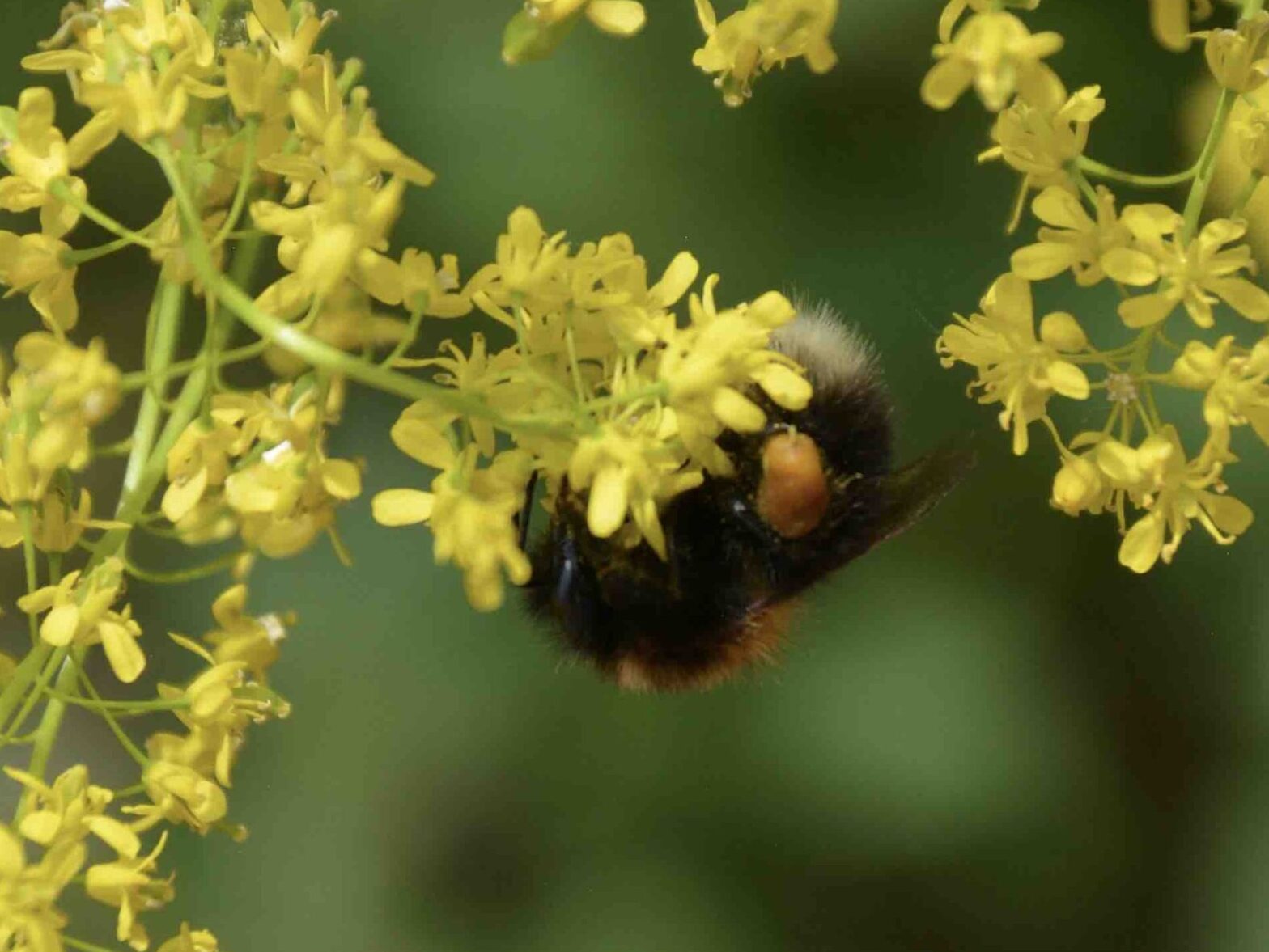 ©WP_WB_2023_01-Baumhummel-004