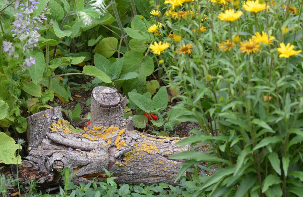 ©KEHS_Fotos allgemein-Naturgarten-004