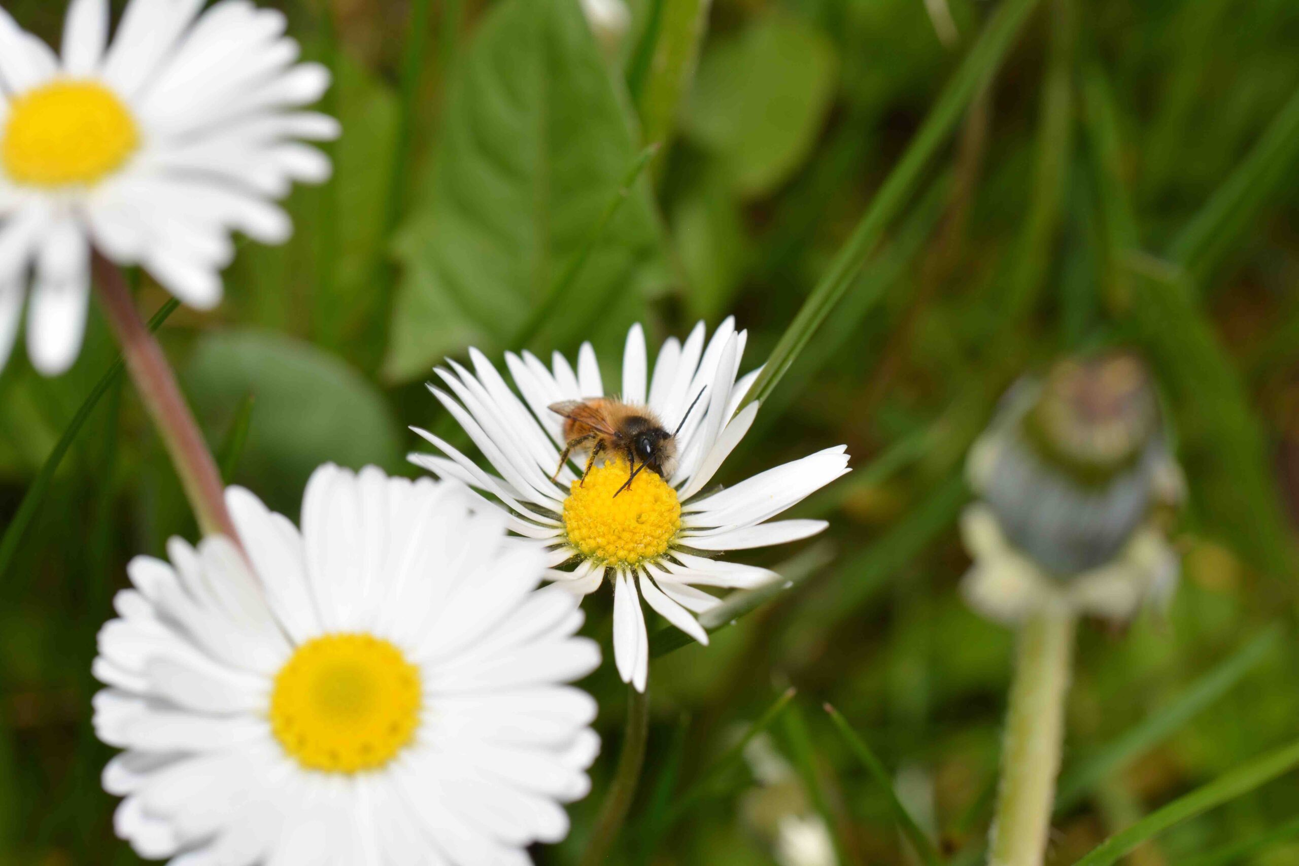 ©WP_wbdm_06/23-Osmia bicornis-rostrote Mauerbiene-002