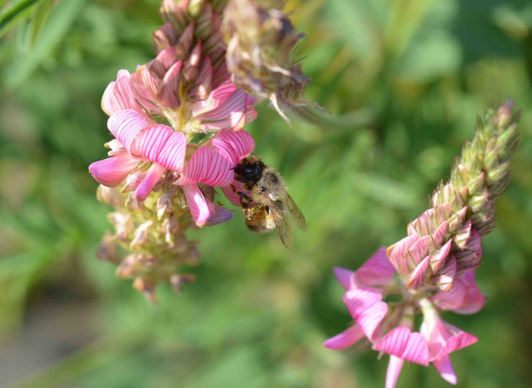 ©WP_wbdm_06/23-Osmia bicornis-rostrote Mauerbiene