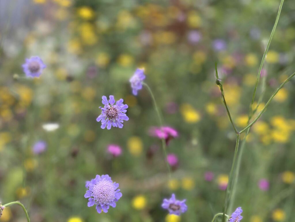 ©WP_Naturgarten-Taubenskabiose 07-23