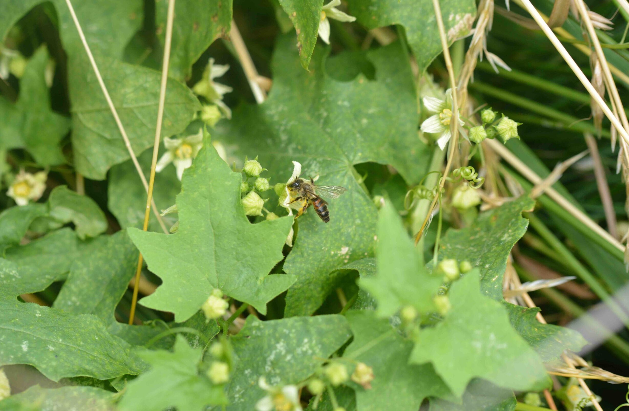 ©WP_WBDM-07:23-Zaunrübensandbiene-002