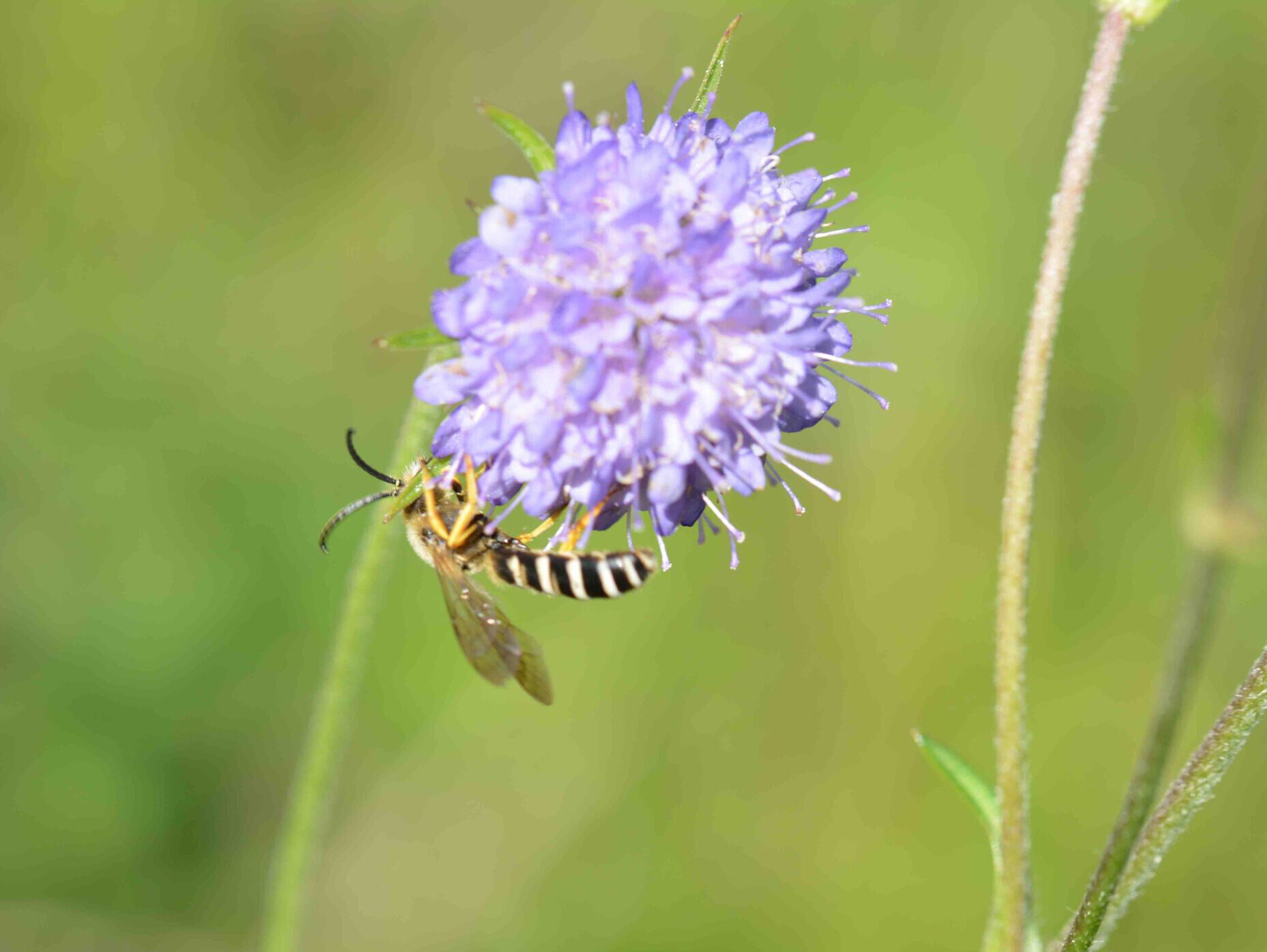 ©WP_wbdm-09-2023-gelbbindige Furchenbienen-männchen-004