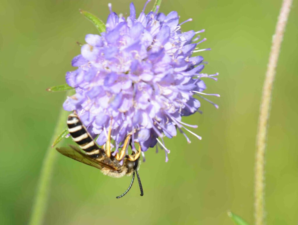 ©WP_wbdm-09-2023-gelbbindige Furchenbienen-männchen-006