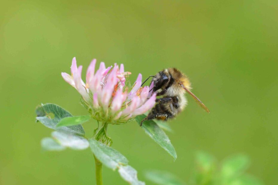 ©WP_WBDM-2023-10-Ackerhummel-002