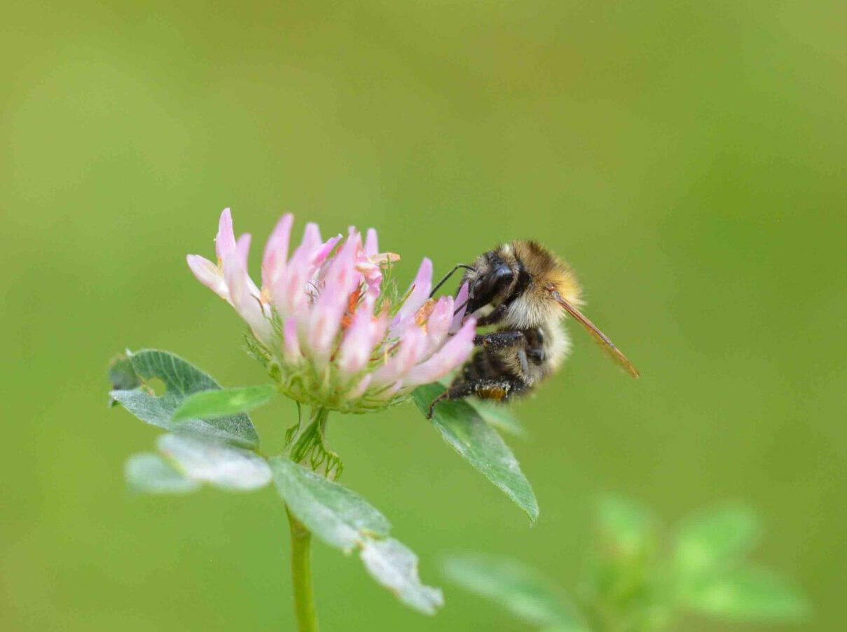 ©WP_WBDM-2023-10-Ackerhummel-002