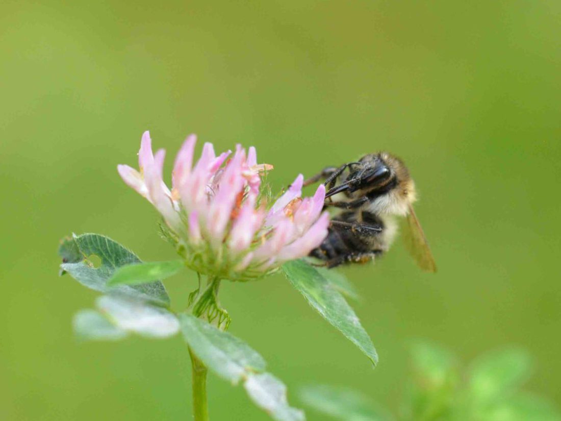 ©WP_WBDM-2023-10-Ackerhummel-005