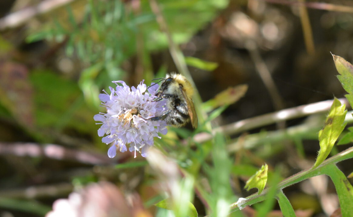 ©WP_Wildbiene des Monats-Ackerhummel