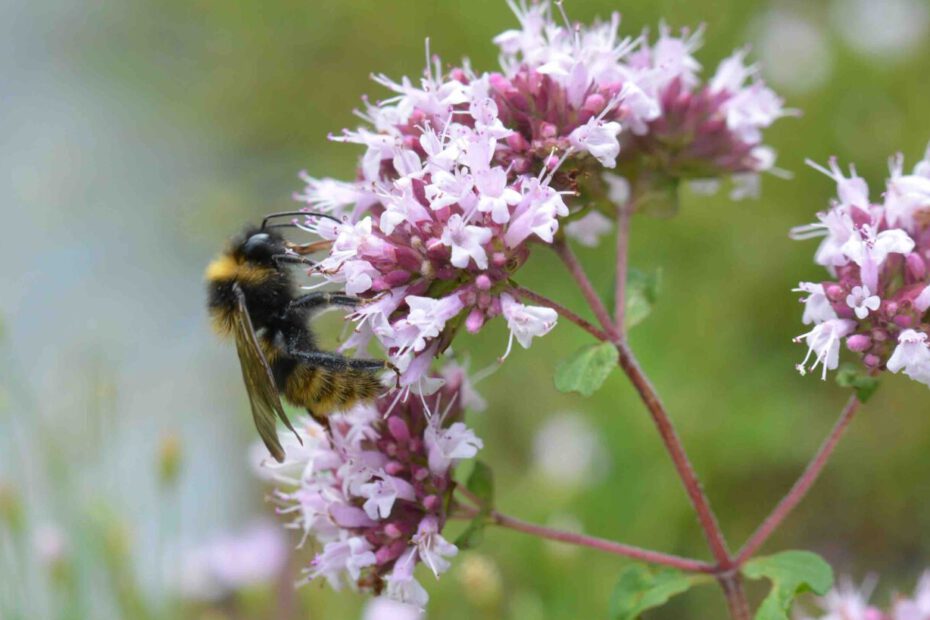 WBDM_November 2023_Bombus_campestris230804oo1©iris_fuhrmann