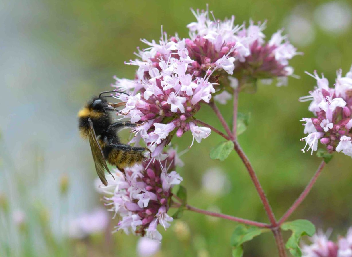 WBDM_November 2023_Bombus_campestris230804oo1©iris_fuhrmann