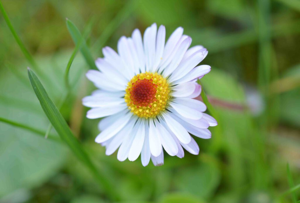 ©WP-Bellis perennis-Gänseblümchen-2304-003