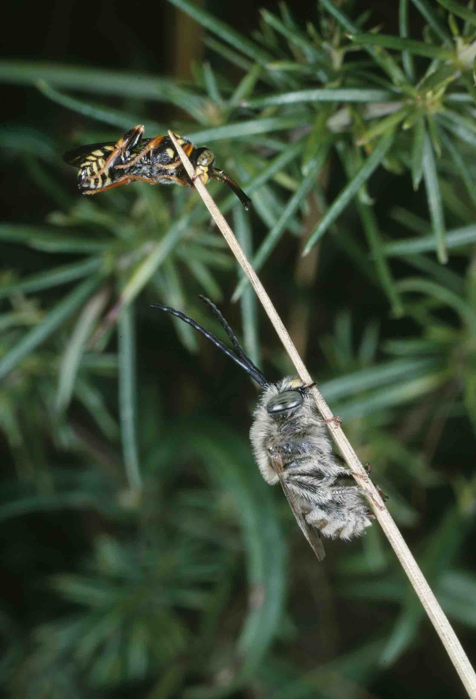 Kuckucksbiene am Schlafplatz mit Eucera dentata (=Tetralonia dentata) Männchen ©albert-krebs