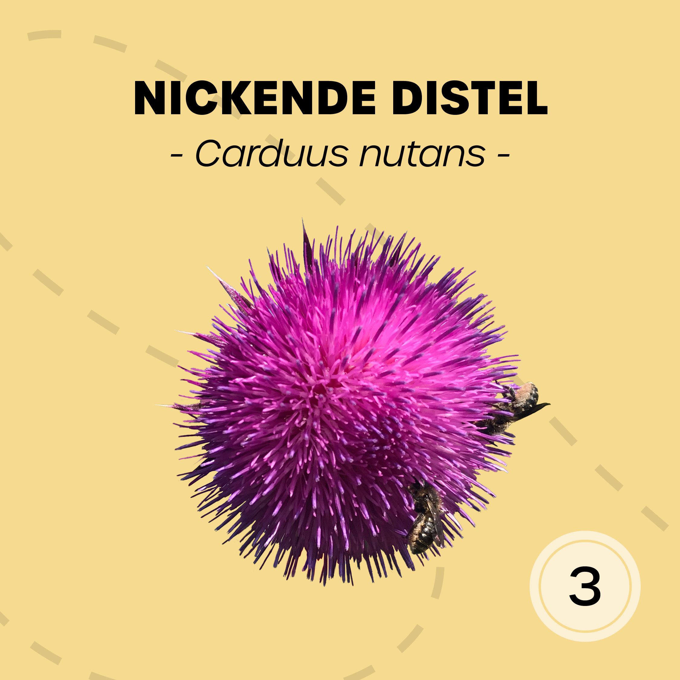 ©if_20240424_T03nickende Distel-001