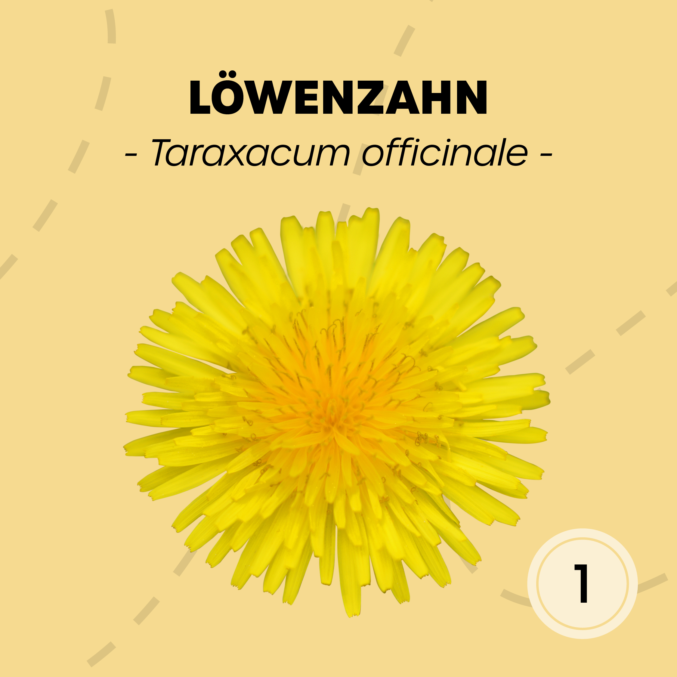 KEHS_insta-post_loewenzahn_