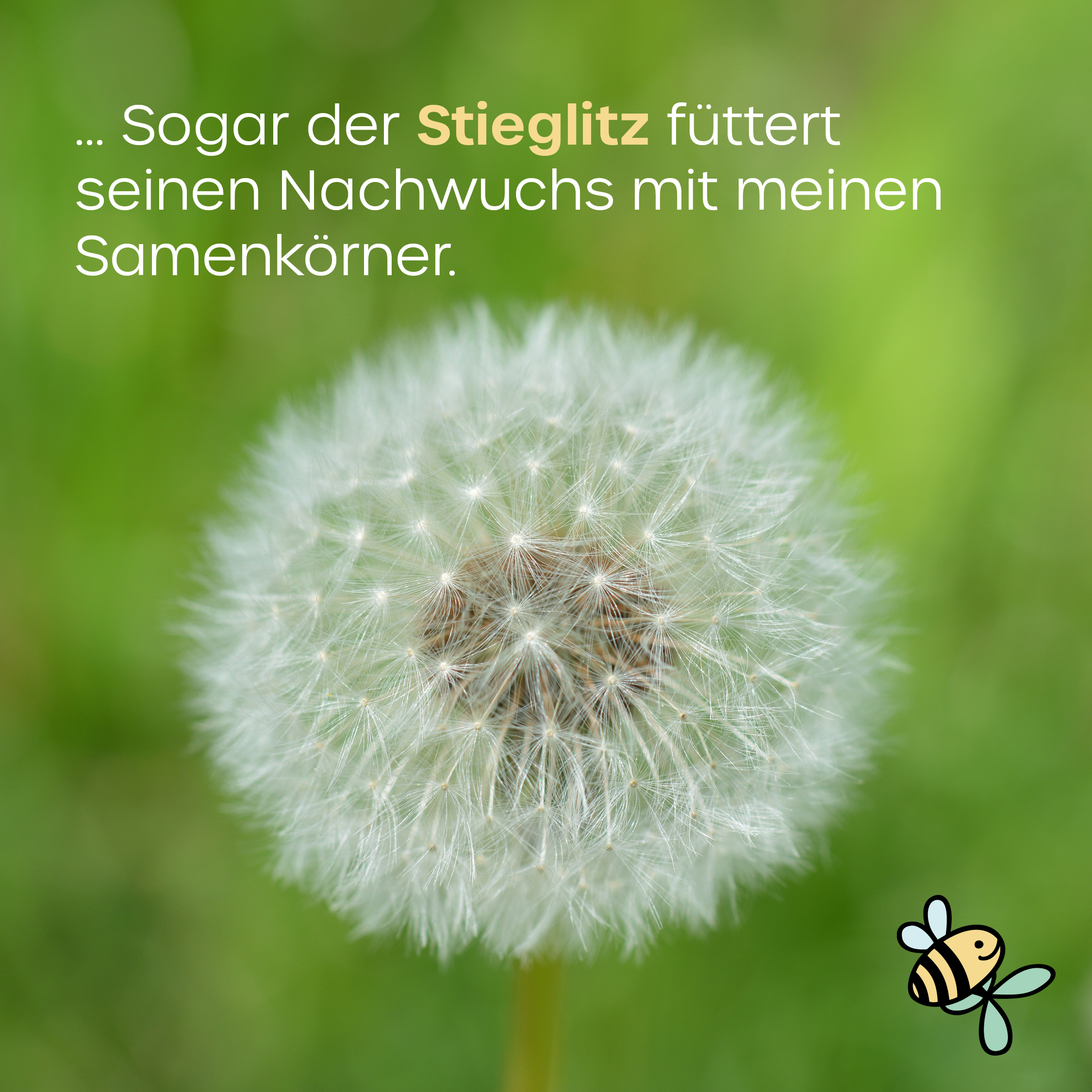 KEHS_insta-post_loewenzahn_5