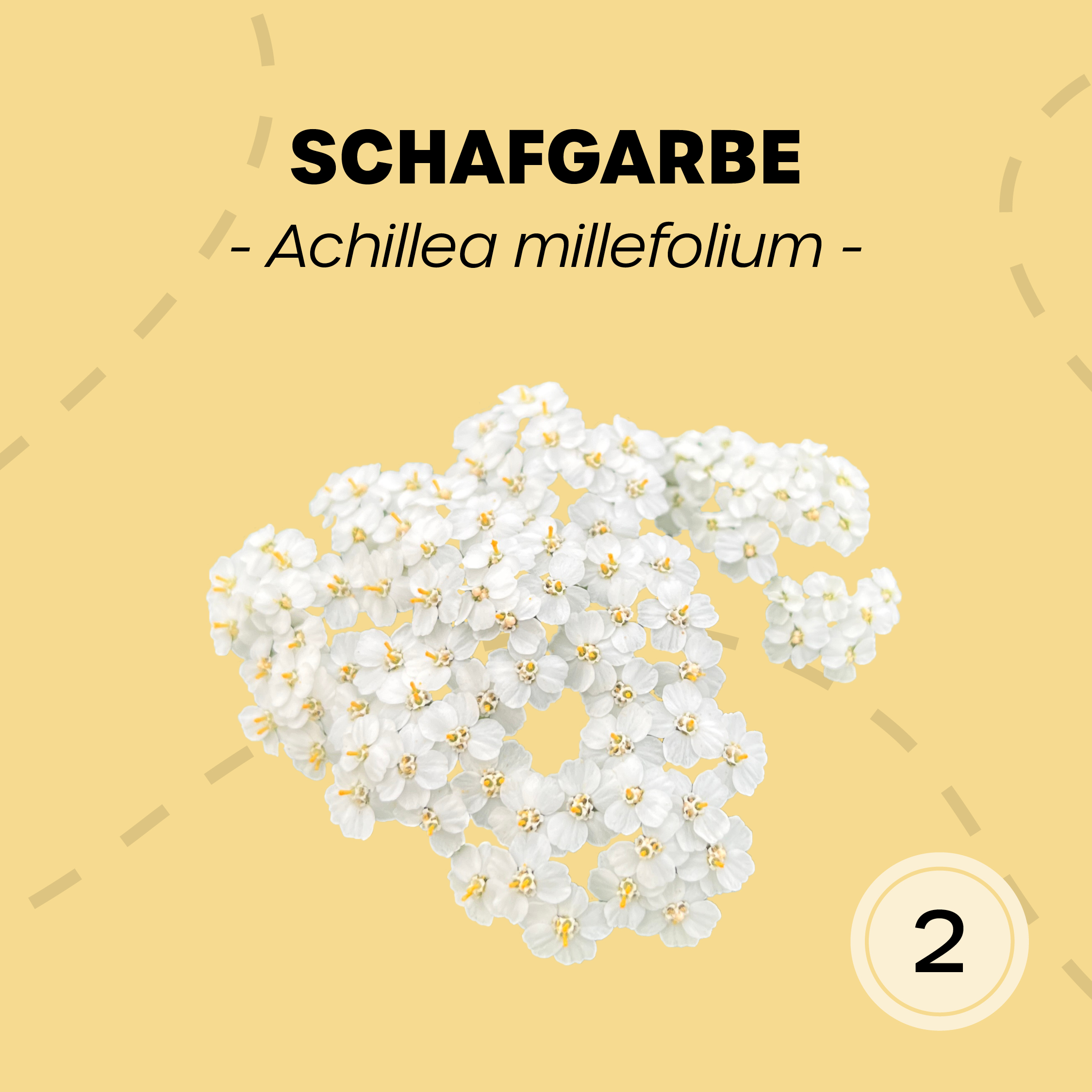 ©KEHS_insta-posts_krautschau_schafgarbe_1