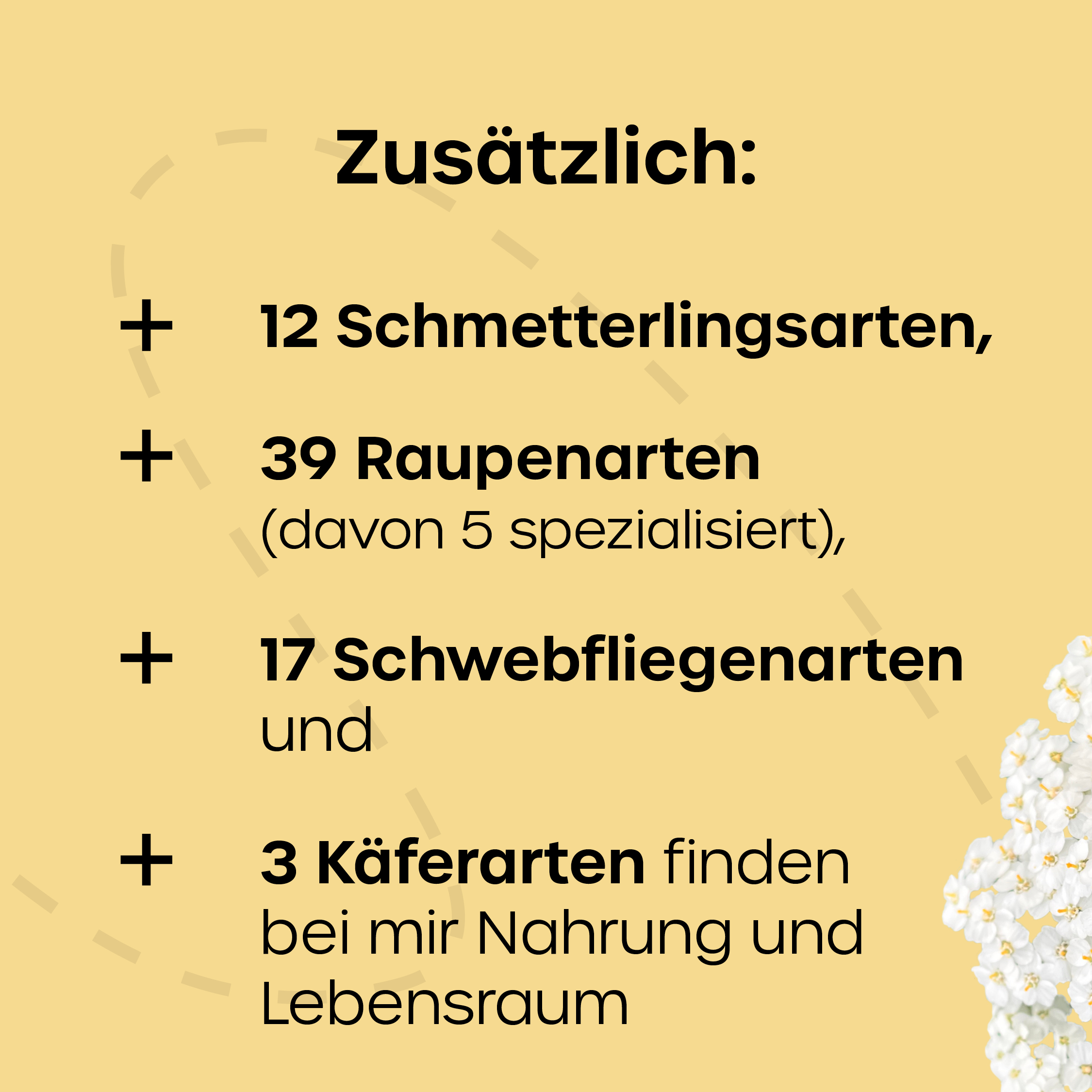 ©KEHS_insta-posts_krautschau_schafgarbe_3