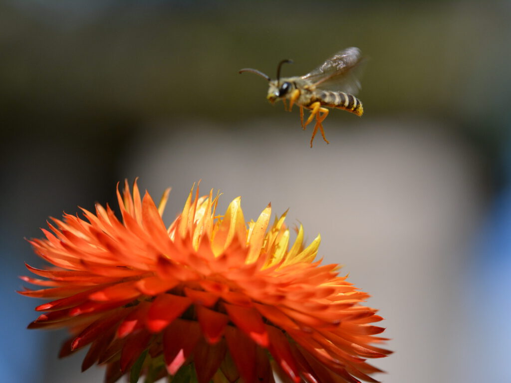 Gelbbindige Furchenbiene/Halictus scabiosae240825oo1©IrisFuhrmann
