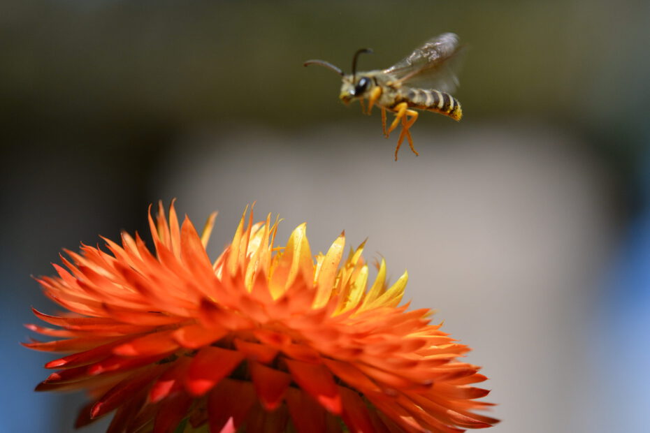 Gelbbindige Furchenbiene/Halictus scabiosae240825oo1©IrisFuhrmann
