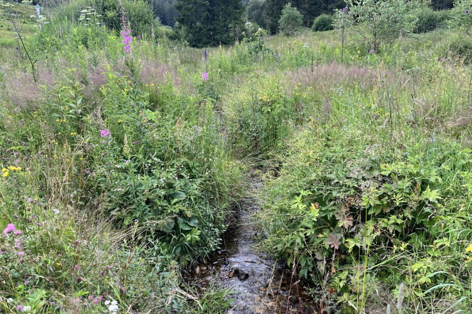 Bach-Schauinsland240723oo1©iris_fuhrmann
