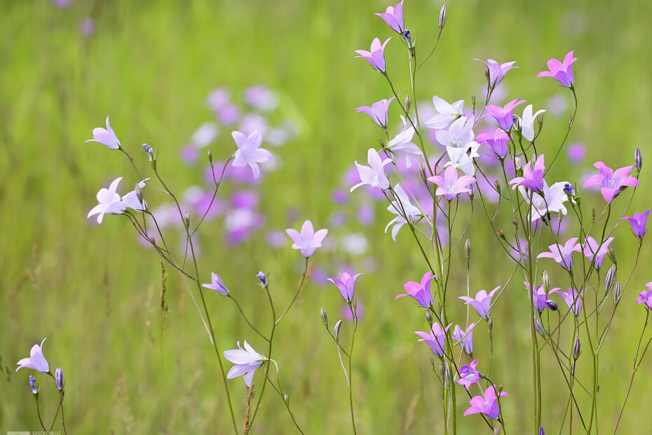 Campanula patula_002_Foto: Regine Schadach