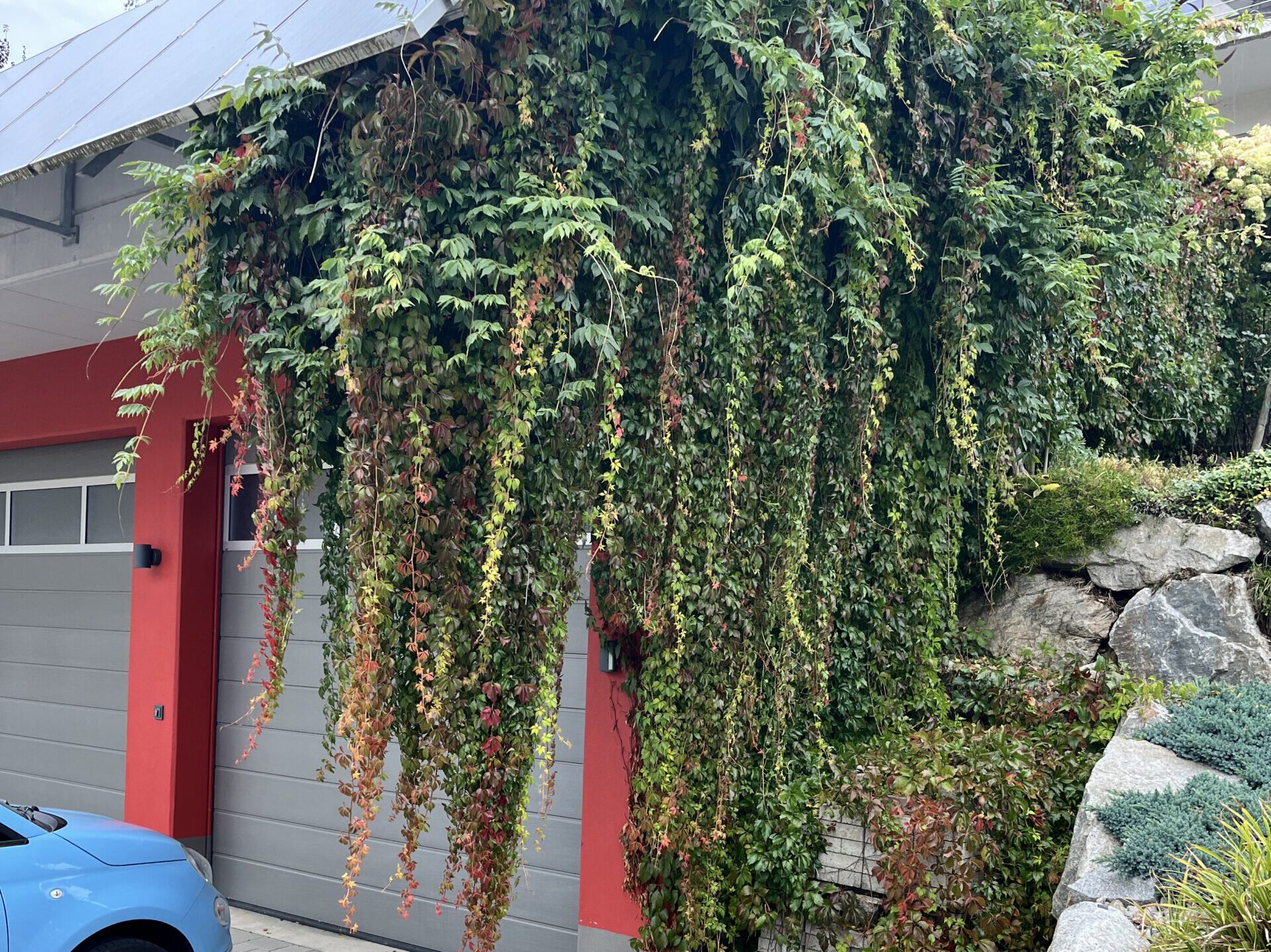 Fassadenbegrünung-005©iris_fuhrmann
