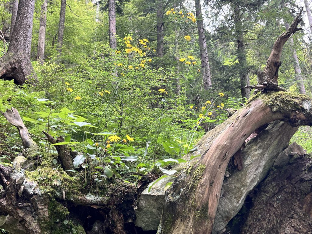 Wald/Wildpflanzen240717oo1_©iris_fuhrmann