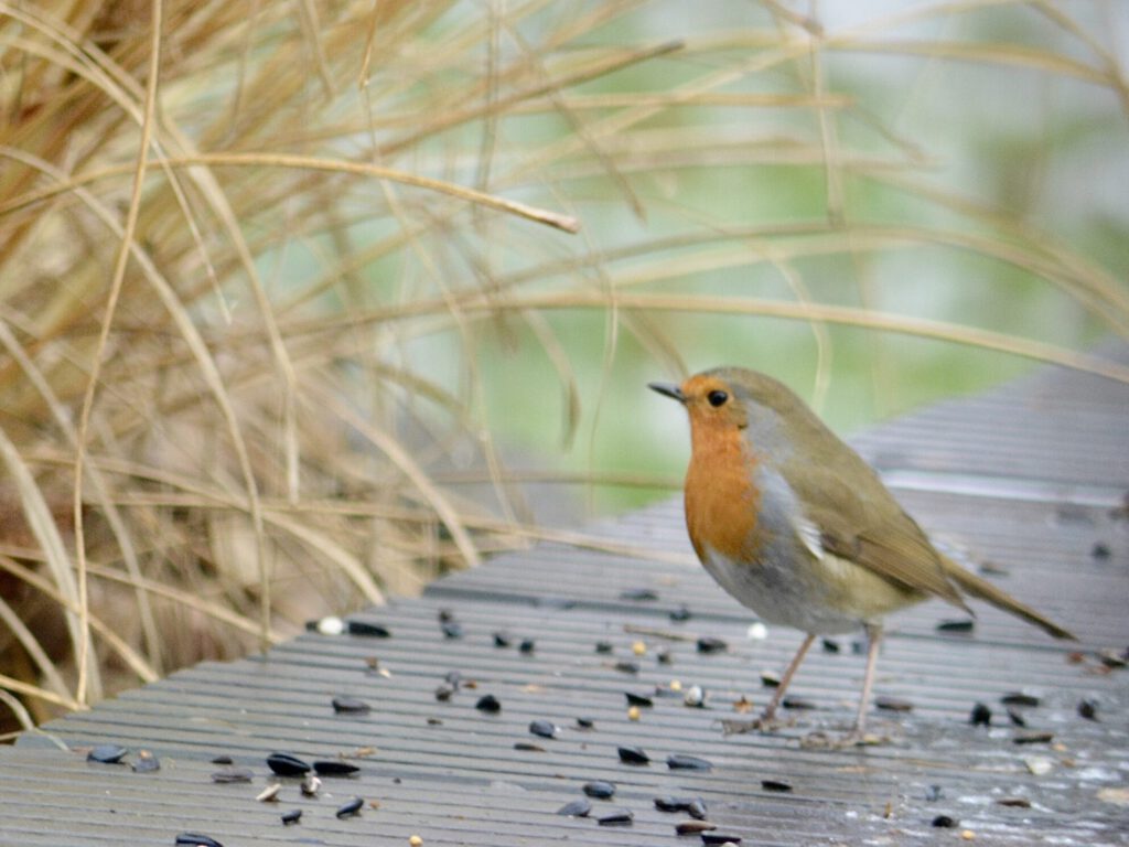 ©ifuhrmann_Rotkehlchen