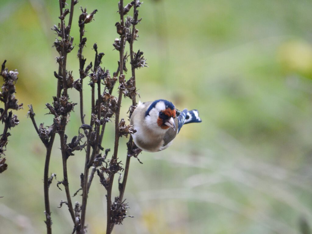 ©ifuhrmann-Stieglitz