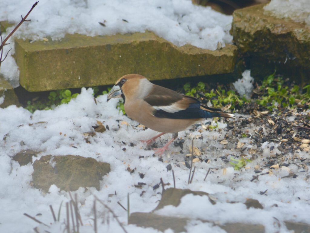 ©ifuhrmann–Kernbeißer-003