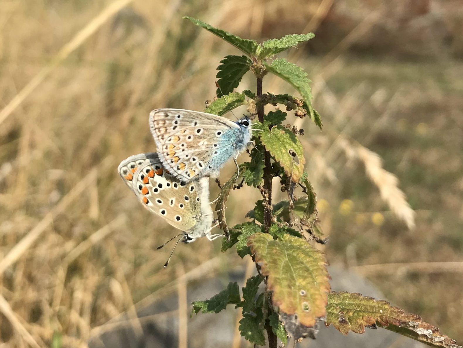 ©ifuhrmann-Hauhechel Bläuling