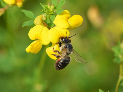 ©ifuhrmann-Blattschneiderbiene