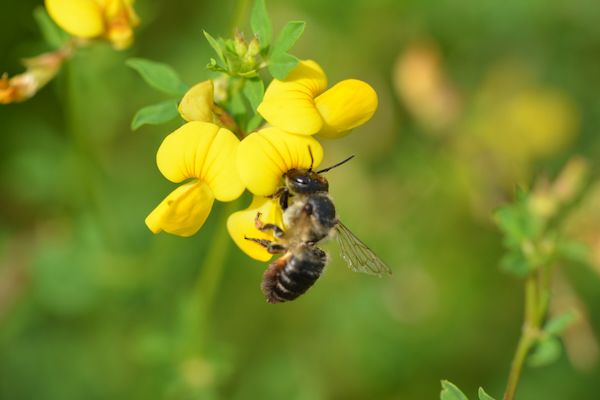 ©ifuhrmann-Blattschneiderbiene